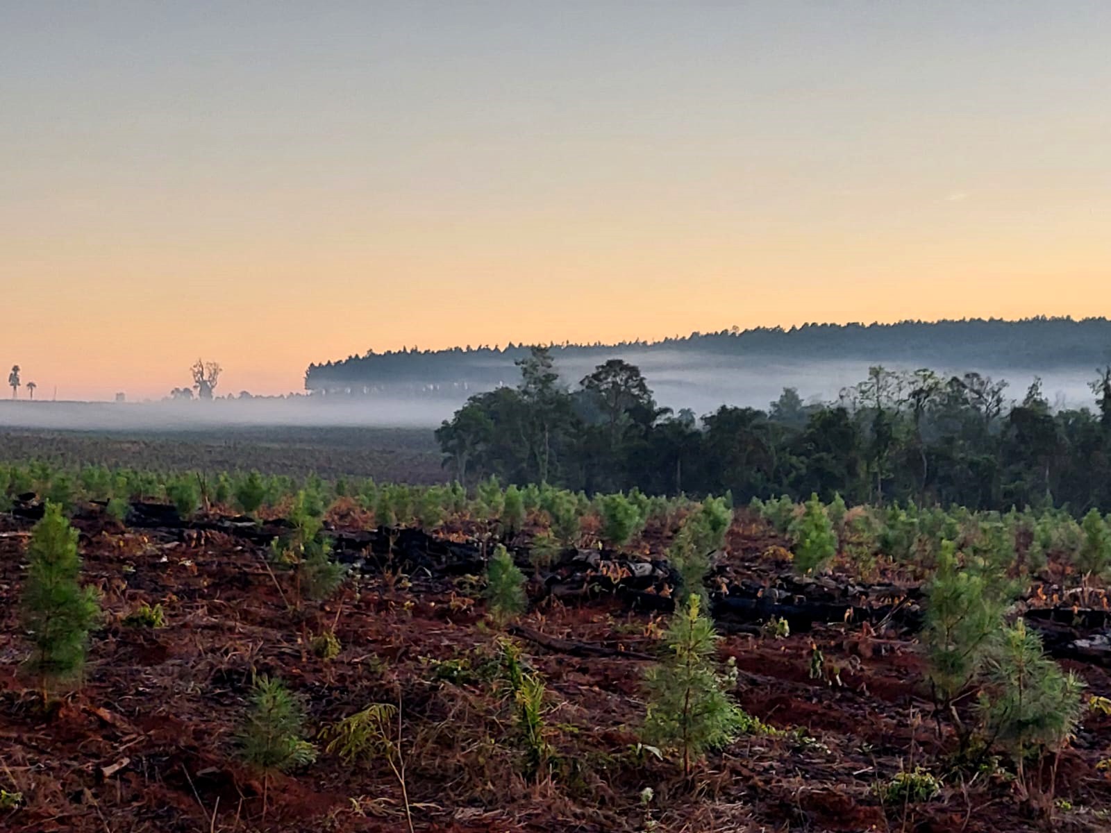 Beneficios de la forestación