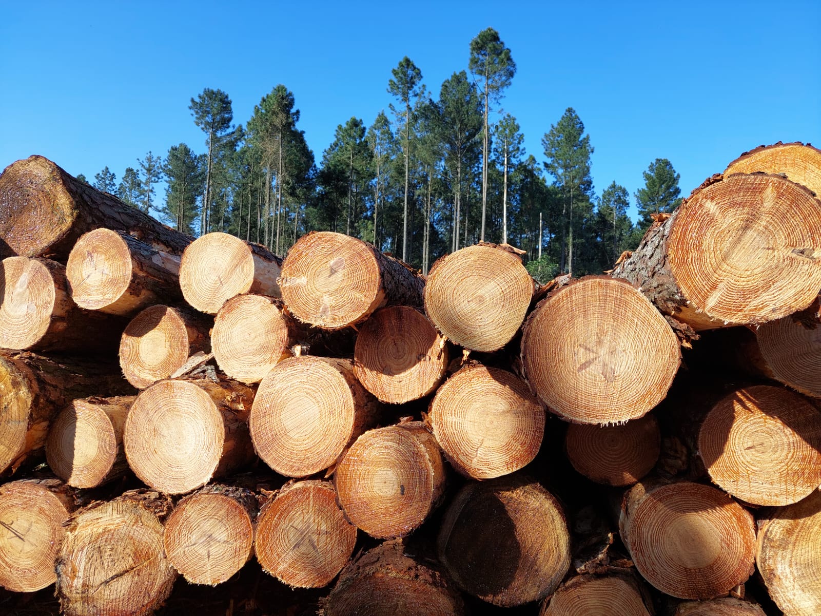 Manejo Forestal